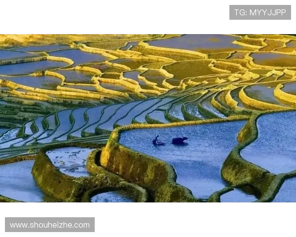 深圳足球队的转型之路：从传统到现代的全新革新探索